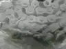 TIMKEN DRV-40-1R-10FT ROLLER CHAIN thumbnail 3